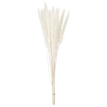 Product Pampas Grass Dried Flowers Bleached 70cm 15 Stems