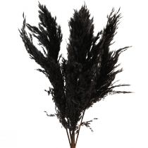 Product Pampas Grass Black 65-75cm Dried Grasses Natural Decoration 6 Pcs