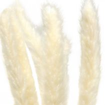 Dried pampas grass cream for drying bouquet 65-75cm 6pcs
