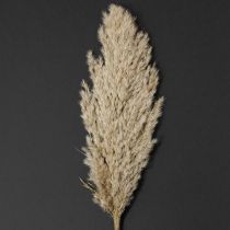 Product Pampas grass dried decorative dried grasses natural 95cm 3 pieces