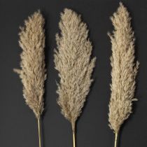 Product Pampas grass dried decoration for vases and arrangements