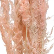 Product Pink Pampas Grass Dried Flowers Natural Decoration 65-75cm 6 pcs