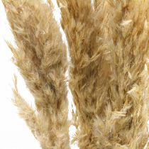 Dry deco pampas grass dried bleached 70-75cm 6 stems