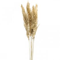 Product Dry decoration pampas grass dried bleached 70-75cm 6pcs