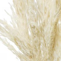 Product Pampas grass dried Bleached dry deco 65-75cm 6pcs in bunch