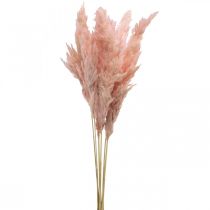 Pampas grass dried pink dry floristry 65-75cm 6pcs in bunch