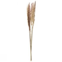 Product Pampas grass, decoratively dried for stylish arrangements and dried bouquets