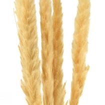 Product Pampas grass dried dry grass cream dry decoration 70cm 6pcs