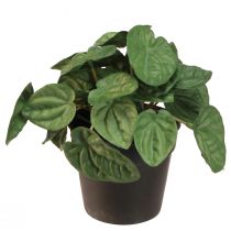 Product Peperomia Green Twist - Robust, decorative houseplant in a 20cm pot