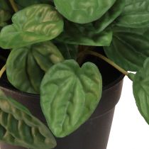 Product Peperomia Green Twist - Robust, decorative houseplant in a 20cm pot