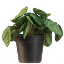 Product Peperomia Green Twist - Robust, decorative houseplant in a 20cm pot