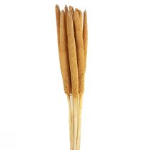 Product Pearl millet decorative reed cob Babala millet yellow 70cm 10 pcs