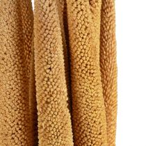 Product Pearl millet decorative reed cob Babala millet yellow 70cm 10 pcs