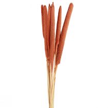 Product Pearl millet reed cob Babala millet cob orange 70cm 10 pcs
