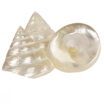 Product Mother of pearl top snail sea snail decoration 5–6cm 6pcs