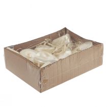 Product Polished Natural Pearl Turbo Shells 5–6cm Set of 6