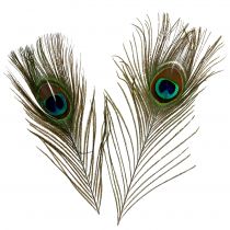 Peacock feathers 22cm - 30.5cm 12pcs