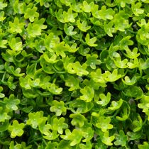 Product Artificial Boxwood Panel 55x55 cm Green for Decorative Wall Design
