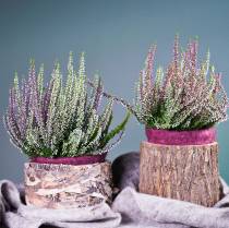 Product Planter round birch pot Ø17 / 23cm 2pcs