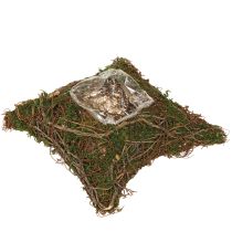 Product Plant cushion vines moss plant bowl natural 20×20×6.5cm