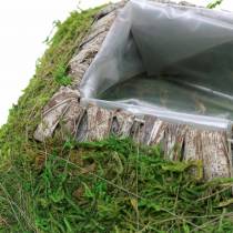 Plant cushion moss, bark 20cm × 20cm
