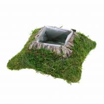 Plant cushion moss, bark 20cm × 20cm