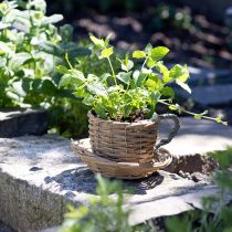 Product Plant cup basket willow plant pot natural green Ø18.5cm