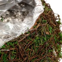 Plant wave vine, moss 45cm x 18cm H7cm