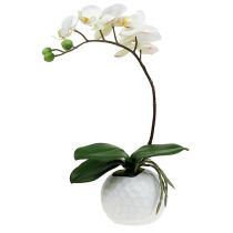 Phalaenopsis cream in a ceramic pot 33cm