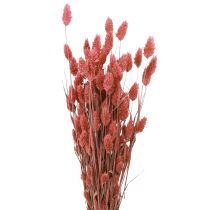 Product Phalaris Shiny Grass Dried Flowers Pink 64cm 70g × 2pcs