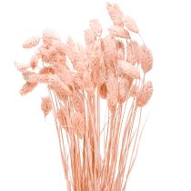 Product Phalaris pink shiny grass dried dry decoration 65cm 60g