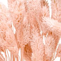 Product Phalaris pink shiny grass dried dry decoration 65cm 60g