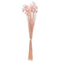 Product Phalaris Light pink Canary grass Dried decor 65cm 60g