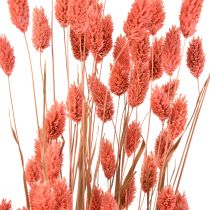 Phalaris pink glossy grass dried dry decoration 70cm 75g
