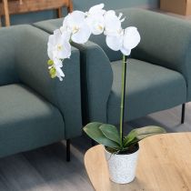 Product Artificial orchid plant, deceptively realistic, for office and living room decoration, 62cm