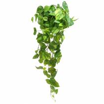 Product Philodendron hanger 80cm