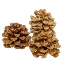 Product Pine cones Pinus Pinea cones cream mixed 5-18cm 25p