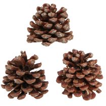 Product Pine cones natural large decorative pine cones 8-9 cm 3 pieces