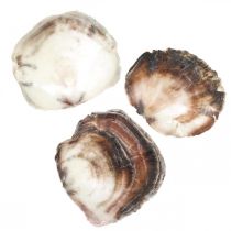 Capiz Shells, Natural Clam Shells, Natural Items Pearlescent Purple 4–16cm 430g