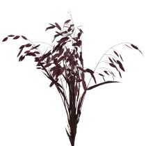 Product Dried Grass Sea Oats Chasmantium latifolium Purple 70cm 10pc