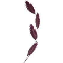 Product Dried Grass Sea Oats Chasmantium latifolium Purple 70cm 10pc