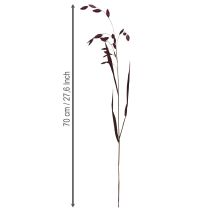 Product Dried Grass Sea Oats Chasmantium latifolium Purple 70cm 10pc