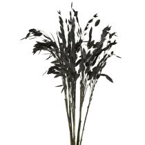 Product Dried Grass Sea Oats Chasmantium latifolium Black 70cm 10pc