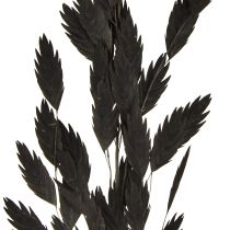 Product Dried Grass Sea Oats Chasmantium latifolium Black 70cm 10pc