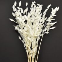 Product Dried Sea Oats Chasmantium latifolium White 70cm 10pc
