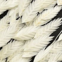 Product Dried Sea Oats Chasmantium latifolium White 70cm 10pc