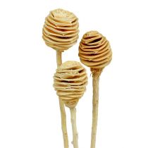 Product Platyspermum bleached 25 pcs