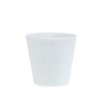 Pleated cuffs white 8.5cm 100p