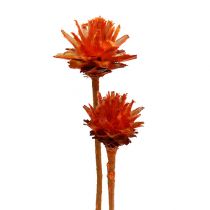 Product Plumosum 1 Orange 25 pcs