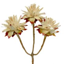 Product Leucospermum 1-3 Mix cream 100 heads